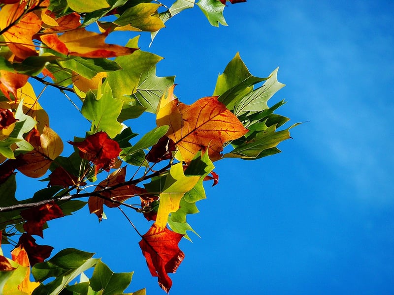Fall Foliage