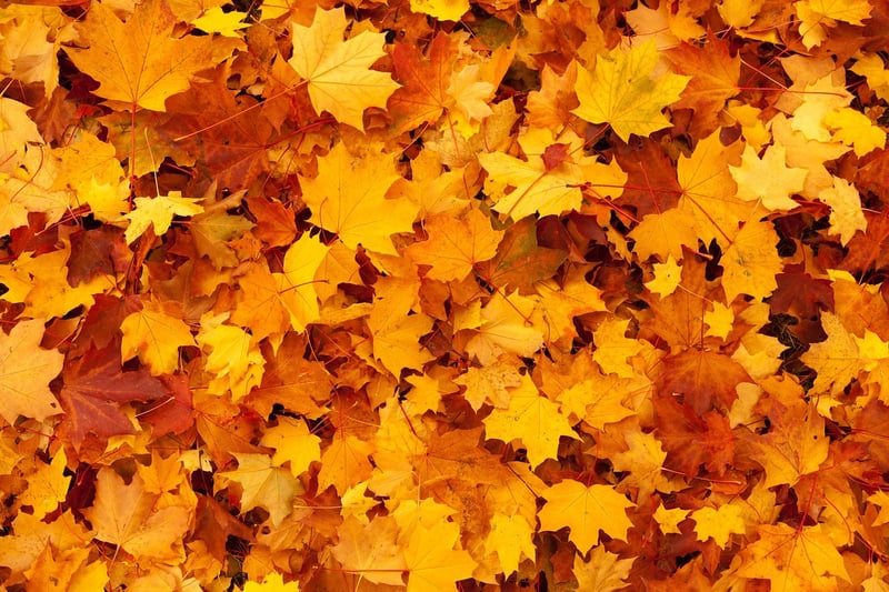 Fall Foliage