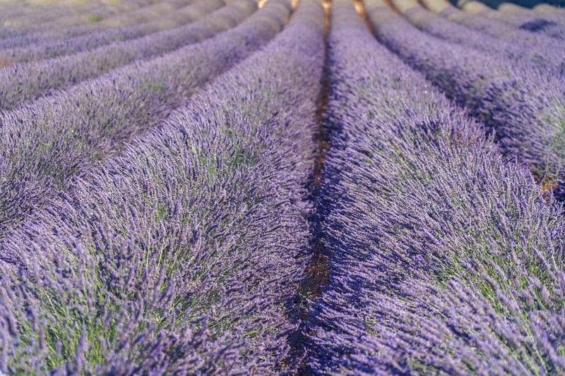 Herbs