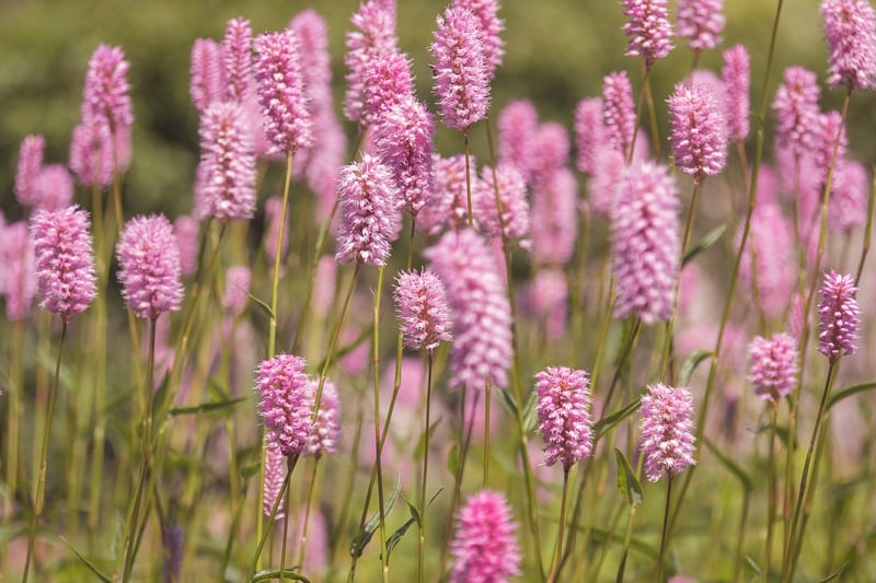 Spring Flowers